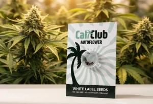 Cali Club Cali Samen Verpackung